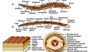 Phylum Nematoda Part 1 Notes [upl. by Warfourd]