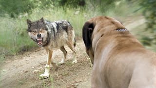 These Are 10 Dog Breeds that can Defeat Wolves [upl. by Trilby]