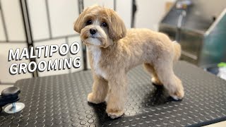 Maltipoo full Grooming [upl. by Malia]