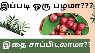 Seeni palam benefit  sugar control weight loss TipsBenefits in tamil seenipalam Dreammagic [upl. by Suchta]