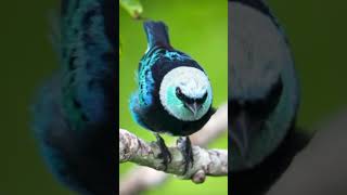 Beautiful fairy wren bird birds bird fairywren aviary viral beautiful satisfyingvideo nature [upl. by Aitnahc106]