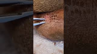 Blocked hair follicles on dog paw not a testicle [upl. by Harihs]