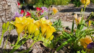 Growing Freesia from bulbs with all updates [upl. by Julina]