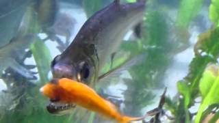 Vampire fish Payara tetra eating fish [upl. by Petrine]