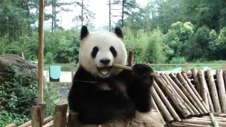 먹방 종결자 대나무 뜯는 팬더  Pandas eat bamboo [upl. by Noissap]