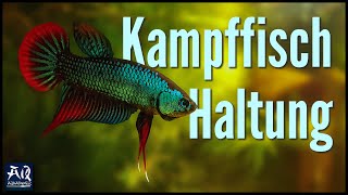 Kampffisch Haltung amp Pflege im Aquarium  AquaOwner [upl. by Queridas]