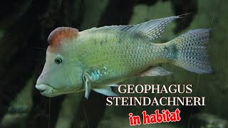 GEOPHAGUS STEINDACHNERI IN HABITAT [upl. by Leinto896]