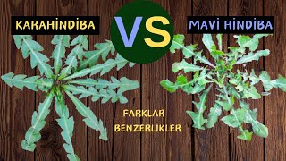 MAVİ HİNDİBA İLE KARAHİNDİBA OTU  Karşılaştırma  Cichorium intybusTaraxacum officinale [upl. by Lalaj]