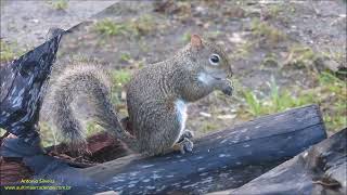 Grey squirrel in the wild eating Sciurus carolinensis USA by Antonio Silveira [upl. by Hughes716]