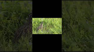 sound of quail living in greenery  ہری بھری جگہ رہنے والے بٹیر کی آواز [upl. by Enelhtak67]