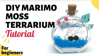 How to make a Marimo Moss Ball Terrarium [upl. by Shel]