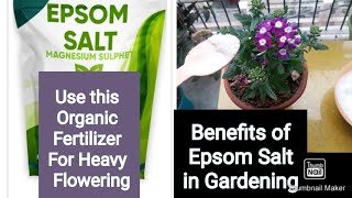 what is Epsom Salt  How to use for plants  English evergreen garden [upl. by Lonergan]