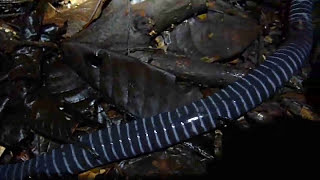 Ringed Caecilian in the Yasuni 🐸🐍🌈🌎 [upl. by Aleihs]