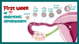 Embryology  Fertilization Cleavage Blastulation  First week of embryonic development  Zygote [upl. by Leamse]