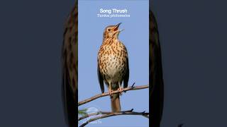 Song Thrush singing a dawn chorus  Bird Sounds shorts [upl. by Refanej]