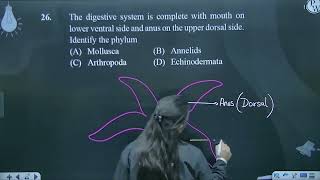 The digestive system is complete with mouth on lower ventral side and anus on the upper dorsal s [upl. by Rfinnej]