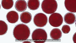 Astaxanthin von AstaReal® [upl. by Narat462]