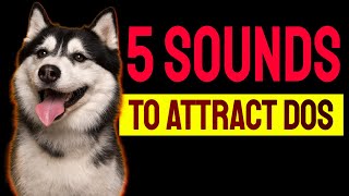 5 Sounds to ATTRACT DOGS Attention Make Dogs Go Crazy [upl. by Sybley]