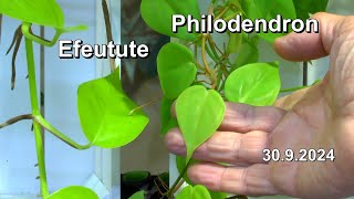 Efeutute und Philodendron im Vergleich und wie sie gepflegt werden Zimmerpflanzen anders betrachtet [upl. by Wyn]