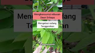 Khasiat rebusan daun Srikaya herbal infosehat tanamanherbal [upl. by Aleek]