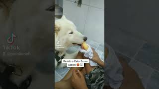 Husky Siberiano Comendo Sacolé kk [upl. by Walcoff339]