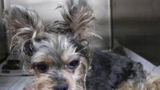 Final Video A 9yearold Yorkshire Terrier has quotteeth grindingquot sounds [upl. by Asit]