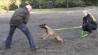 Pohlmeyers Working Malinois quotBAILEY VON DER LÖNSHÜTTEquot Belgischer Schäferhund Polizeihunde [upl. by Cesar]