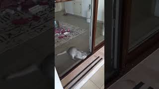 Aboo tekir ruhlu skottihs 😂catlovers10m cat kediaski kedi 🎥patiografya [upl. by Burch]