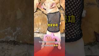 Sạc pin cho Lu đi chơi và cái kết 😂🥰 pets thucung topfunny funny viralvideo haihuoc giaitri [upl. by Aicilec]