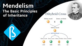 Mendelism The Basic Principles of Inheritance BI01 [upl. by Aholah677]