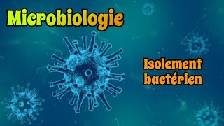 Microbiologie I Isolement bactérien sur Milieu sélectif et différentiel  5éme vidéo [upl. by Namsu]