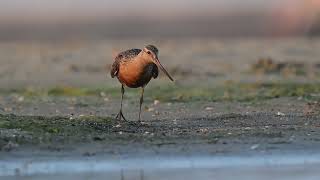 Szlamnik Limosa lapponica  udane polowanie na robaka Świnoujście 03092024 r [upl. by Avie352]