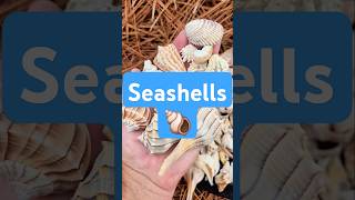 SEASHELL Haul 😎 seashells [upl. by Brittany]