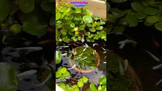 Aquascaping 007 Turn Your Yard into a Koi Paradise [upl. by Christopher32]