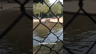 Zoológico de Curitiba [upl. by Ssegrub]