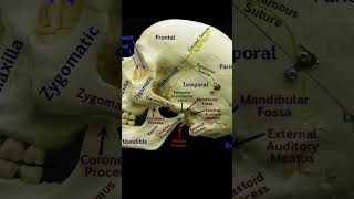 Suture of headthephysiodoctoranatomyphysiotharapisthumananatomysportsheadhumananatomy [upl. by Justen]