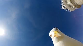 GoPro Seagull Stole My GoPro [upl. by Ahsieyn196]