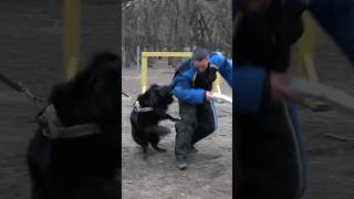 📣Powerful attack🪖 STRAZHODESSA Training of the Belgian Shepherd Groenendael Odessa 2024 [upl. by Belcher580]