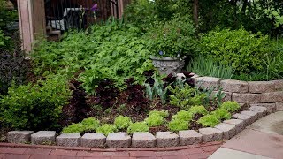 Planting day Sweet Potatoes Coleus Sedum amp Hellebores 👩‍🌾🌿  Garden Answer [upl. by Idolem]