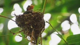 นี่คือแม่นกอีแพรดแถบอกดำ กำลังหาอาหารมาให้ลูก👉👉🐦🐦❤️❤️Rhipidura javanica bird [upl. by Enyluqcaj]