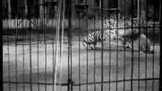 Tiger vs Lion Big Cage Fight  Tiger owns lion [upl. by Kennan]