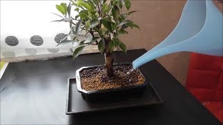 Ficus Retusa Bonsai átültetése [upl. by Rubia]