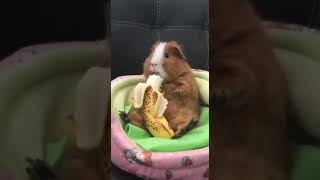 Banana lover  ytshorts shorts shortvideo banana cuteanimals shortsfeed viralvideo reels [upl. by Algie]