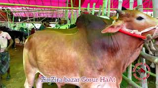 বুধবারের সাপ্তাহিক আশুলিয়া হাঁট  all bulls of ashuliya haat [upl. by Krakow566]