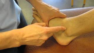 Lateral Malleolus Fibula Ankle Palpation [upl. by Aihsaei]