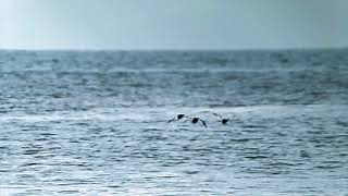 Great Crested Grebes Podiceps cristatus  flying  sea  Dungeness [upl. by Rammus]