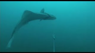 GoPro Halibut Fishing [upl. by Whitehurst542]