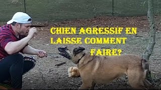 Comment éduquer mon chien de race Berger Belge Malinois agressif en laisse  Eric Tramson [upl. by Ulises470]