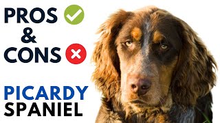 Picardy Spaniel Dog Pros and Cons  Épagneul Picard Advantages and Disadvantages [upl. by Ebby815]