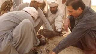 Houbara Bustard hunting in Pakistan Ahmad Nabi Sultan SWAT [upl. by Richmond]